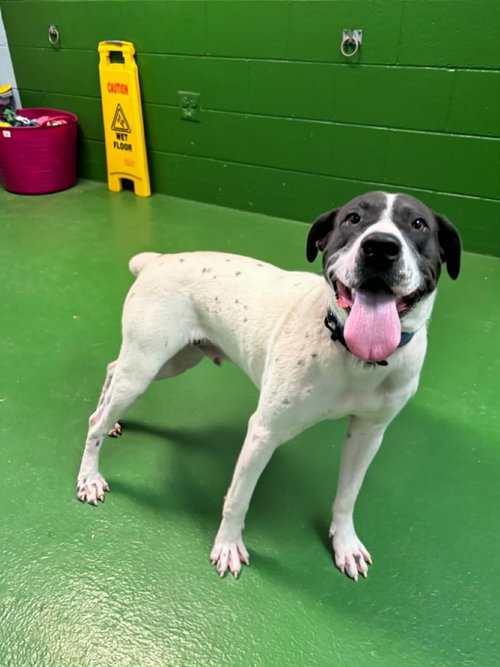 CHLOE: AT SHELTER - Shar Pei / Labrador Retriever available for adoption