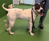 Chloe: At shelter - Photo 3