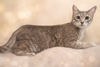 Lexi Jade: Visit at Lynchburg Petsmart