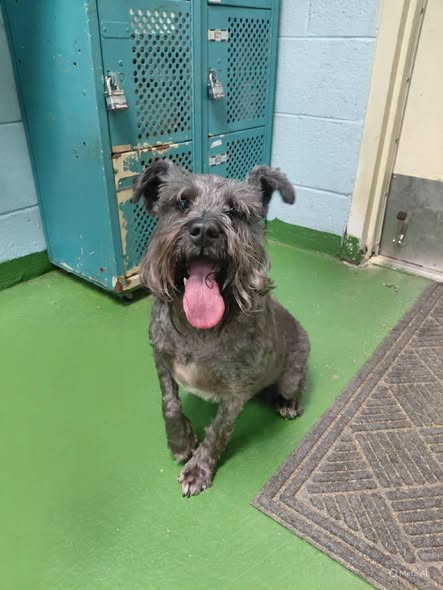 Shadow: Not at the shelter (Sharrie)