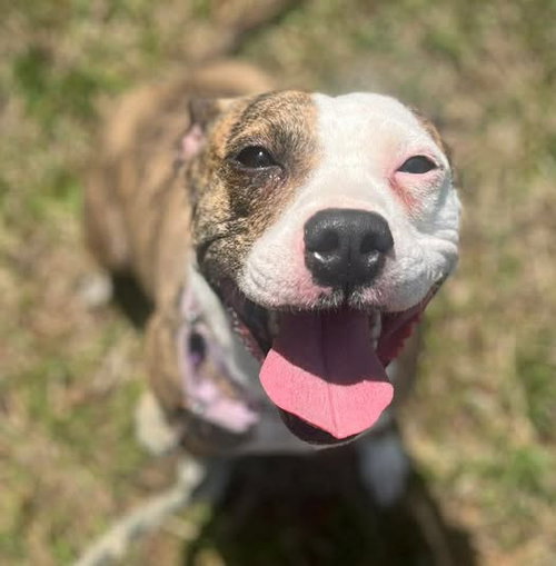 Zoey: At shelter, an adoptable Pit Bull Terrier in Rustburg, VA