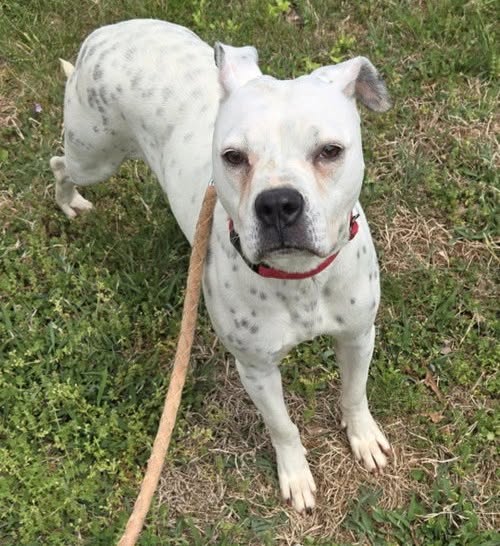 Luna: Not At shelter (Alan)