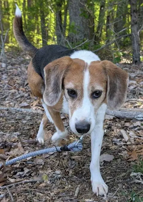 Hightower Not At Shelter Wendy - Beagle