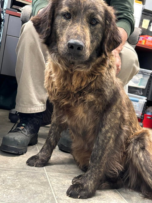 Ginger - At shelter