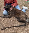 Ginger: At shelter