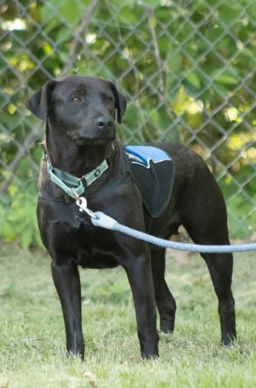 Pepper: At shelter, an adoptable Labrador Retriever in Rustburg, VA