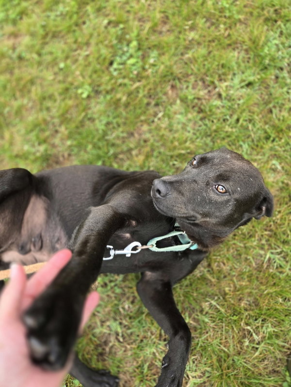 Pepper: At shelter