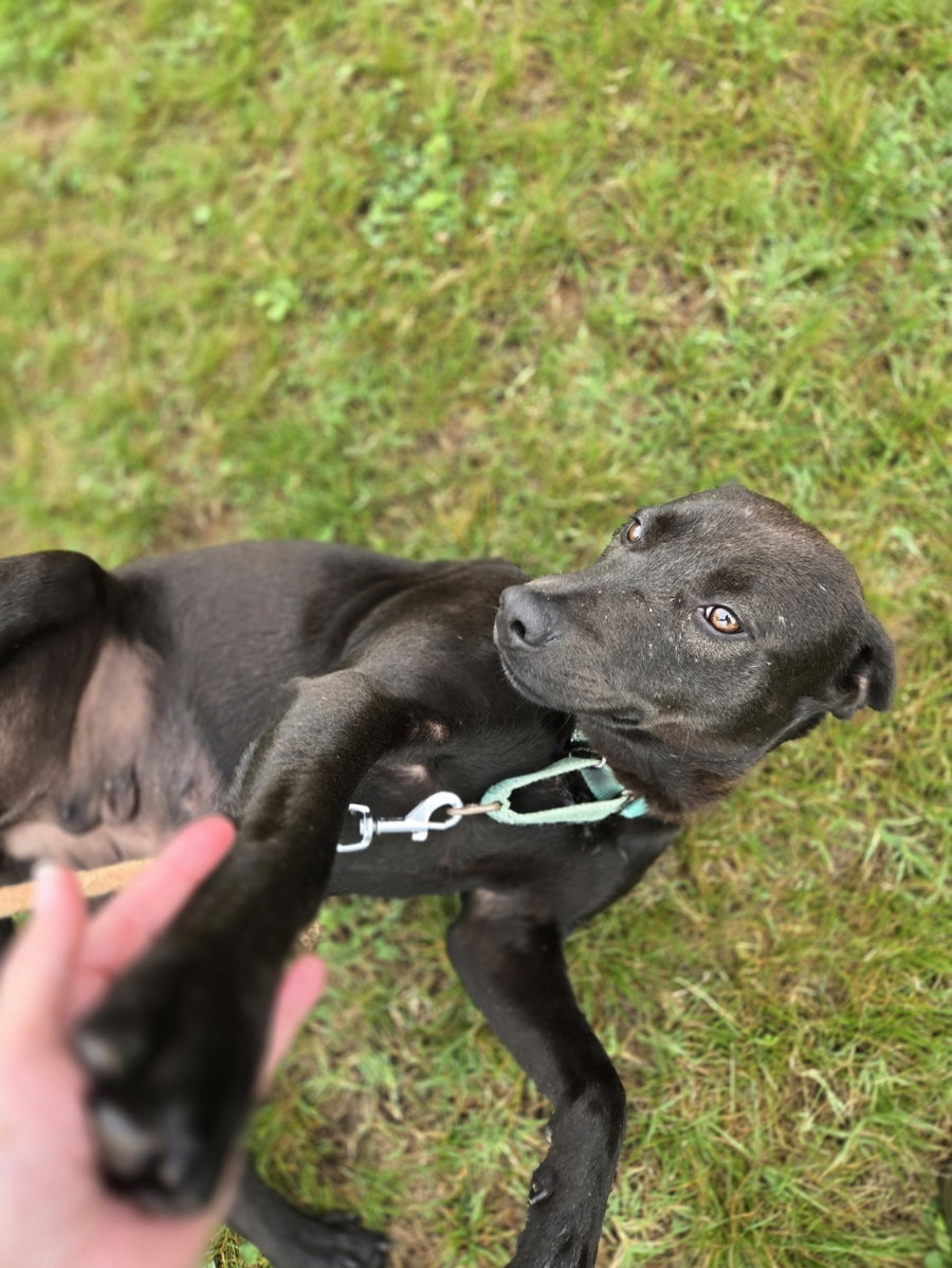 Pepper: At shelter