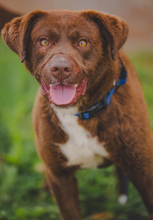 Rucker: At shelter, an adoptable Labrador Retriever in Rustburg, VA