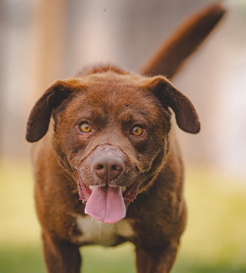 RUCKER: AT SHELTER - Labrador Retriever available for adoption