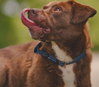 Rucker: At shelter - Photo 4
