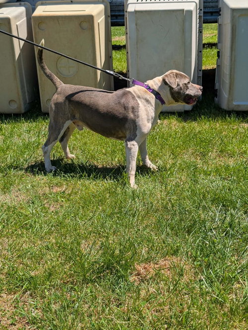 BLUE - AT SHELTER - Pit Bull Terrier available for adoption
