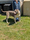 Blue - At shelter - Photo 3