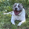 Blue: At shelter