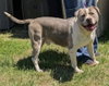 Blue: At shelter