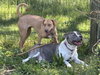 Blue: At shelter