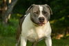 Blue: At shelter