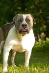Blue: At shelter