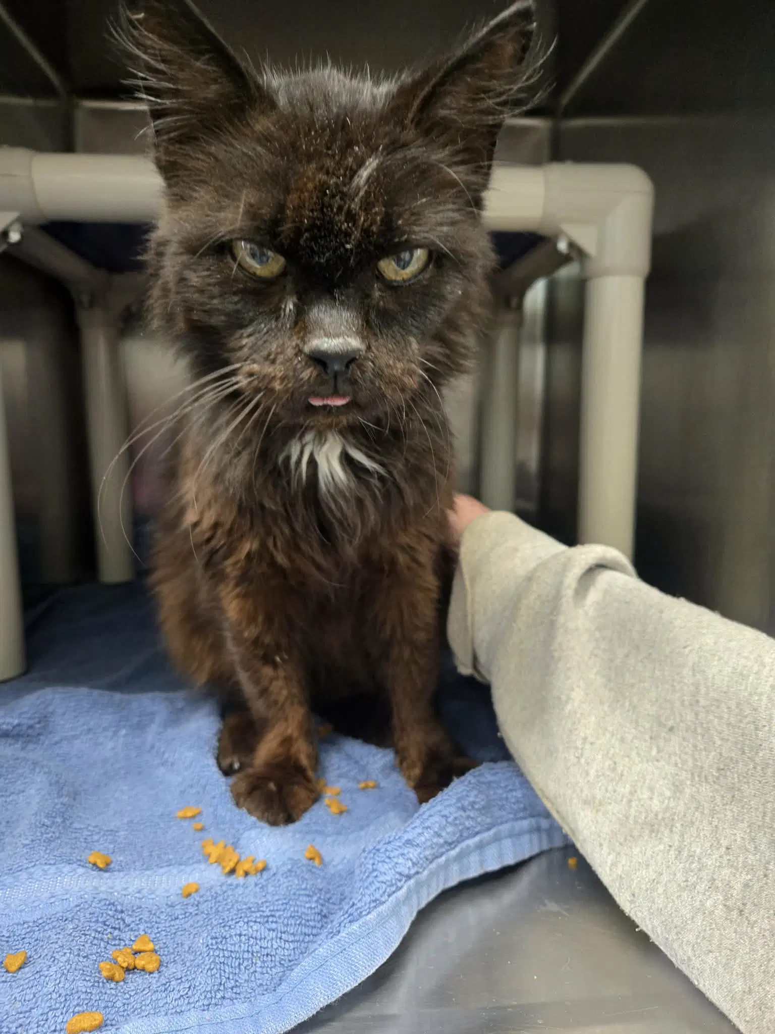 Doctor Fontaine Not At The Shelter Donna image 2