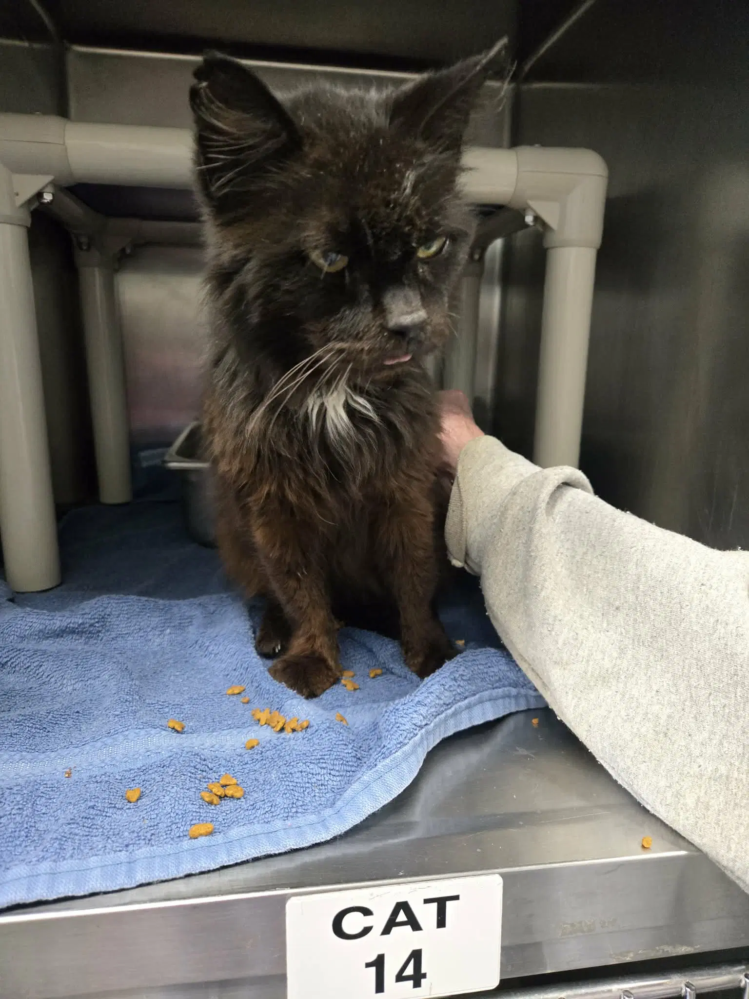 Doctor Fontaine Not At The Shelter Donna image 4