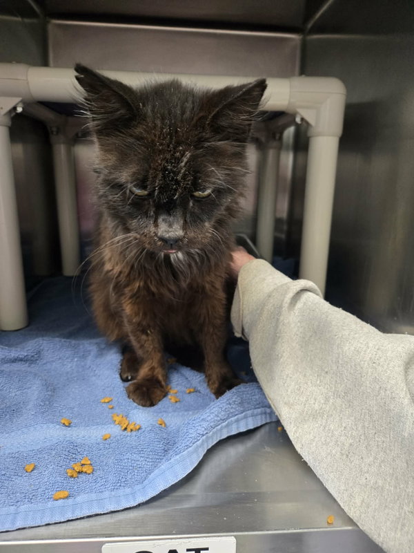 Doctor Fontaine: Not at the Shelter (Donna)