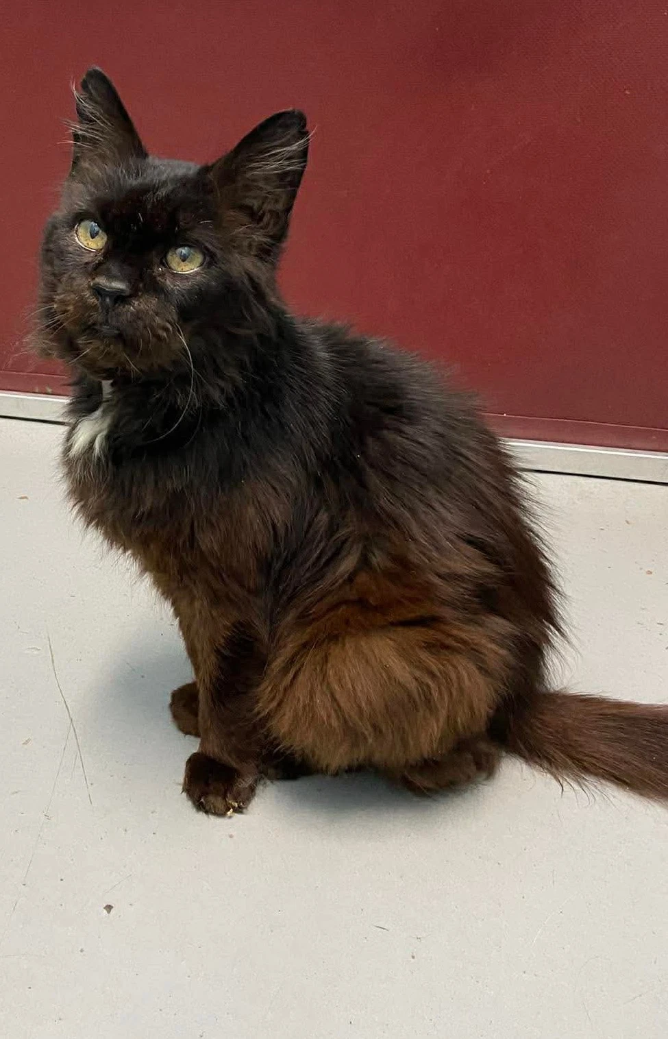 Doctor Fontaine Not At The Shelter Donna