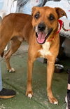 Loki, Malinois mix: At shelter - Photo 5
