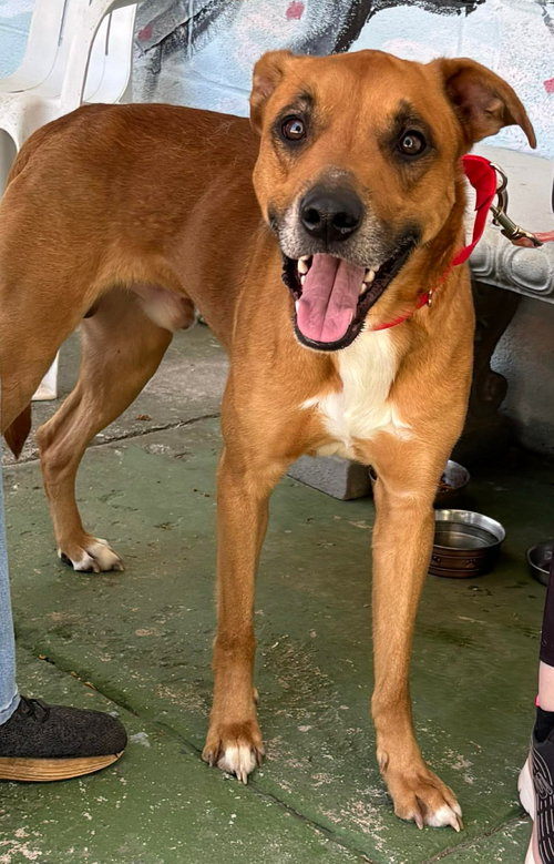 Loki - At shelter, an adoptable Hound in Rustburg, VA