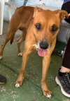 Loki, Malinois mix: At shelter - Photo 6