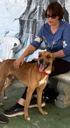 Loki, Malinois mix: At shelter - Photo 7