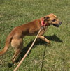 Loki, Malinois mix: At shelter - Photo 8