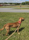 Loki, Malinois mix: At shelter - Photo 9