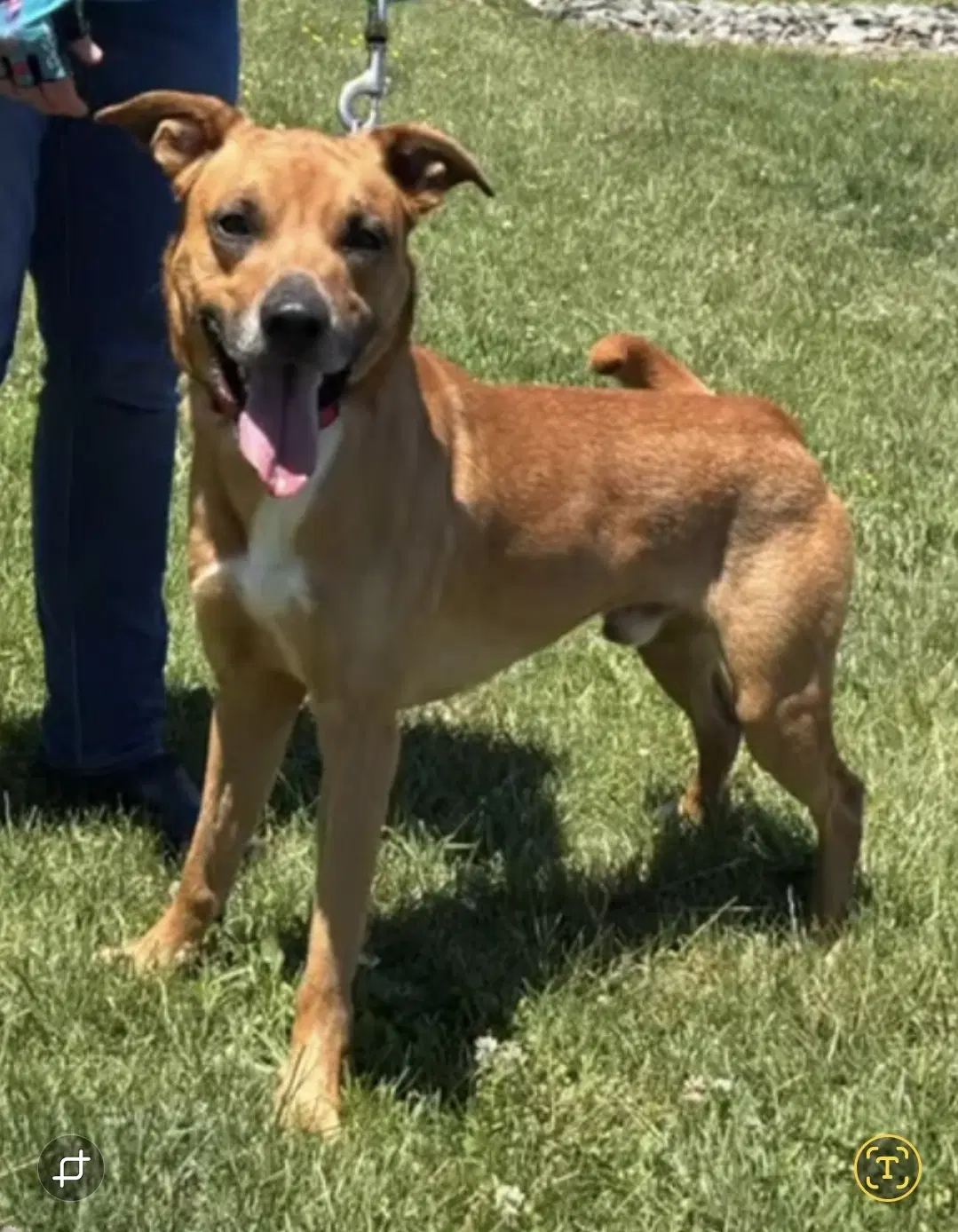 Loki At The Shelter - Belgian Shepherd Malinois