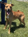 Loki, Malinois mix: At shelter - Photo 1