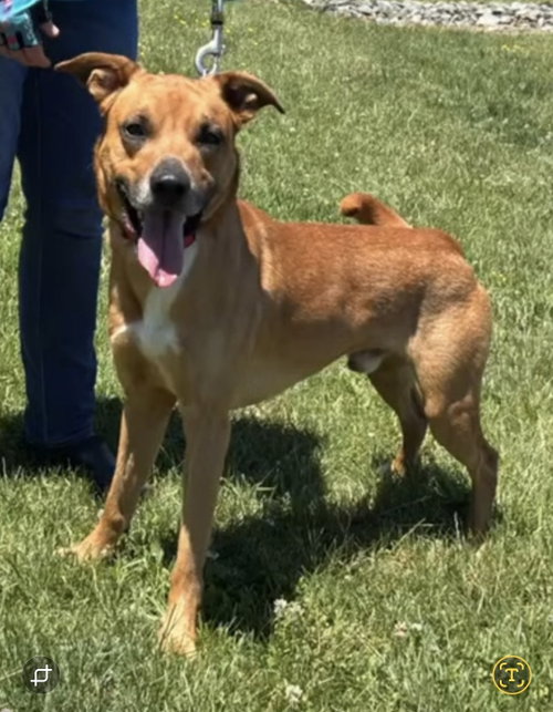 LOKI, MALINOIS MIX: AT SHELTER - Belgian Shepherd Malinois / Shepherd available for adoption