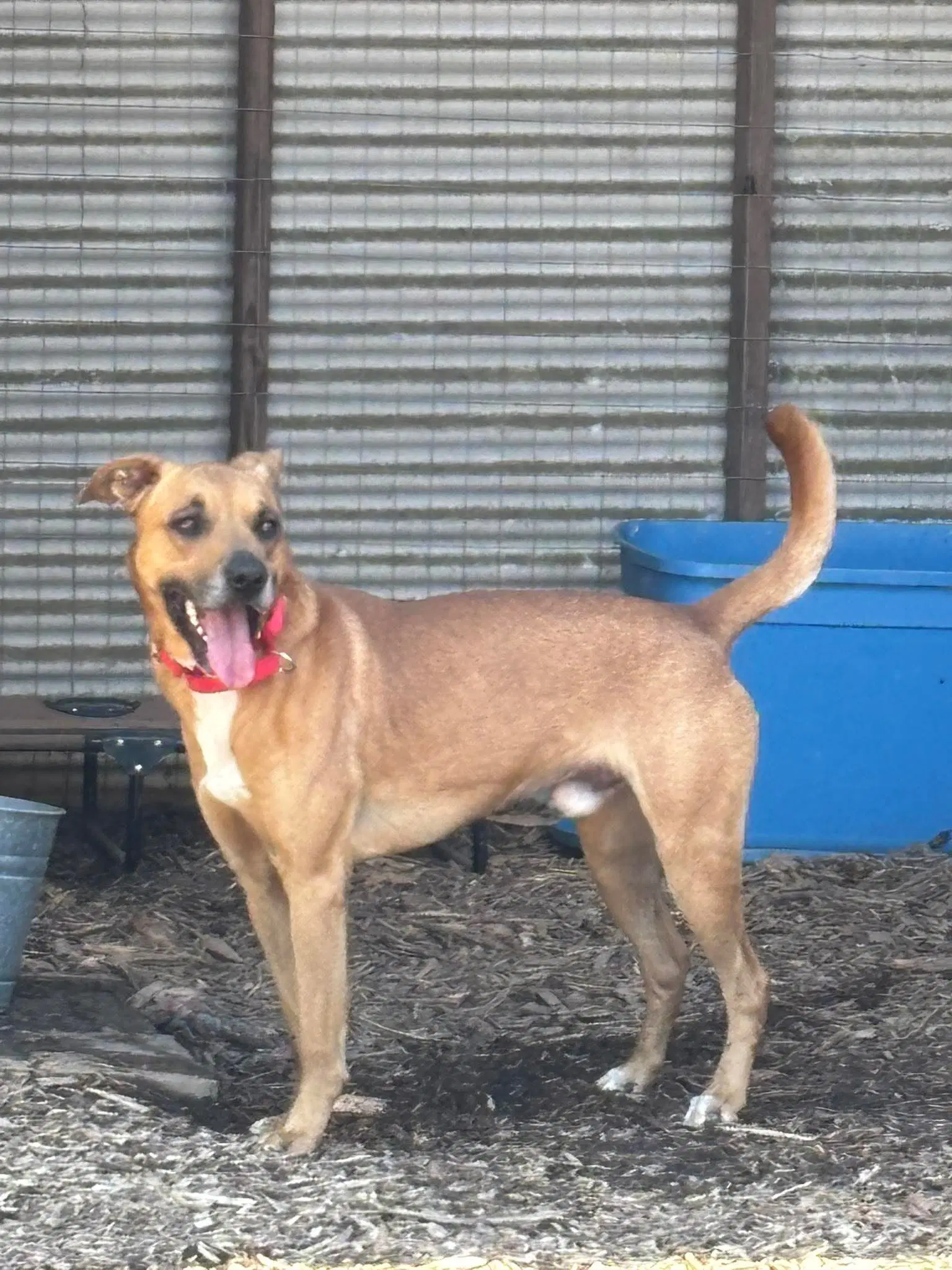 Loki At The Shelter image 4