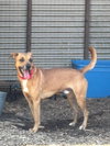Loki, Malinois mix: At shelter - Photo 4