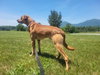 Loki, Malinois mix: At shelter - Photo 2