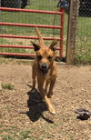 Loki, Malinois mix: At shelter - Photo 10