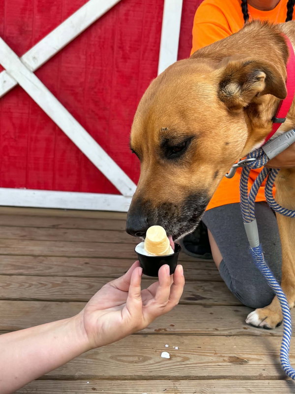 Loki, Malinois mix: At shelter