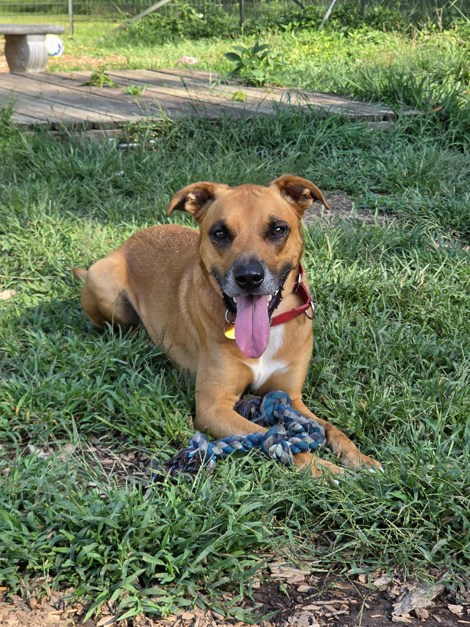 Loki: At the shelter, dog