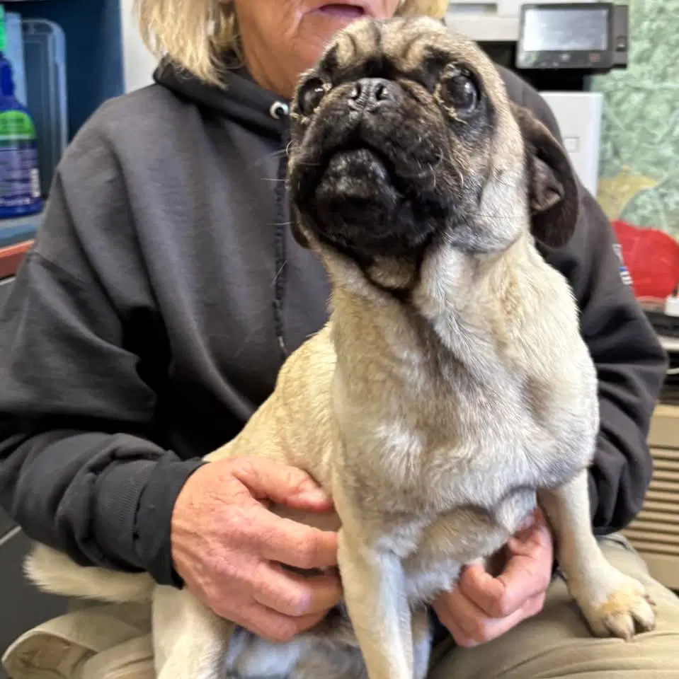 Pugsley Not At Shelter Glenn image 2
