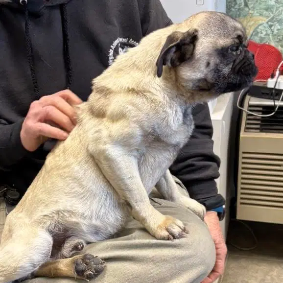Pugsley Not At Shelter Glenn image 3