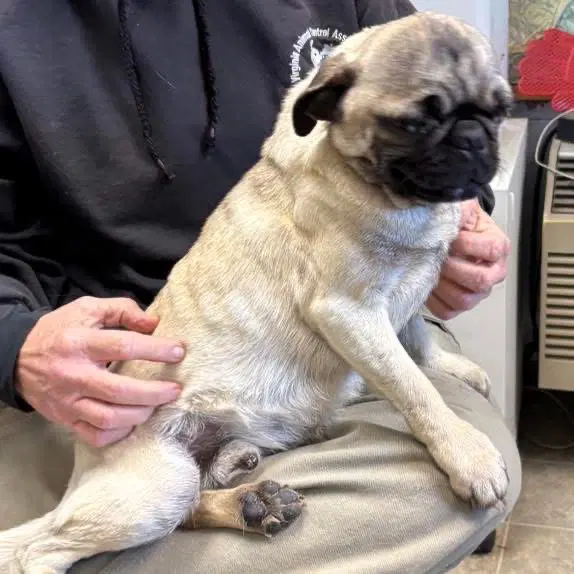 Pugsley Not At Shelter Glenn image 4