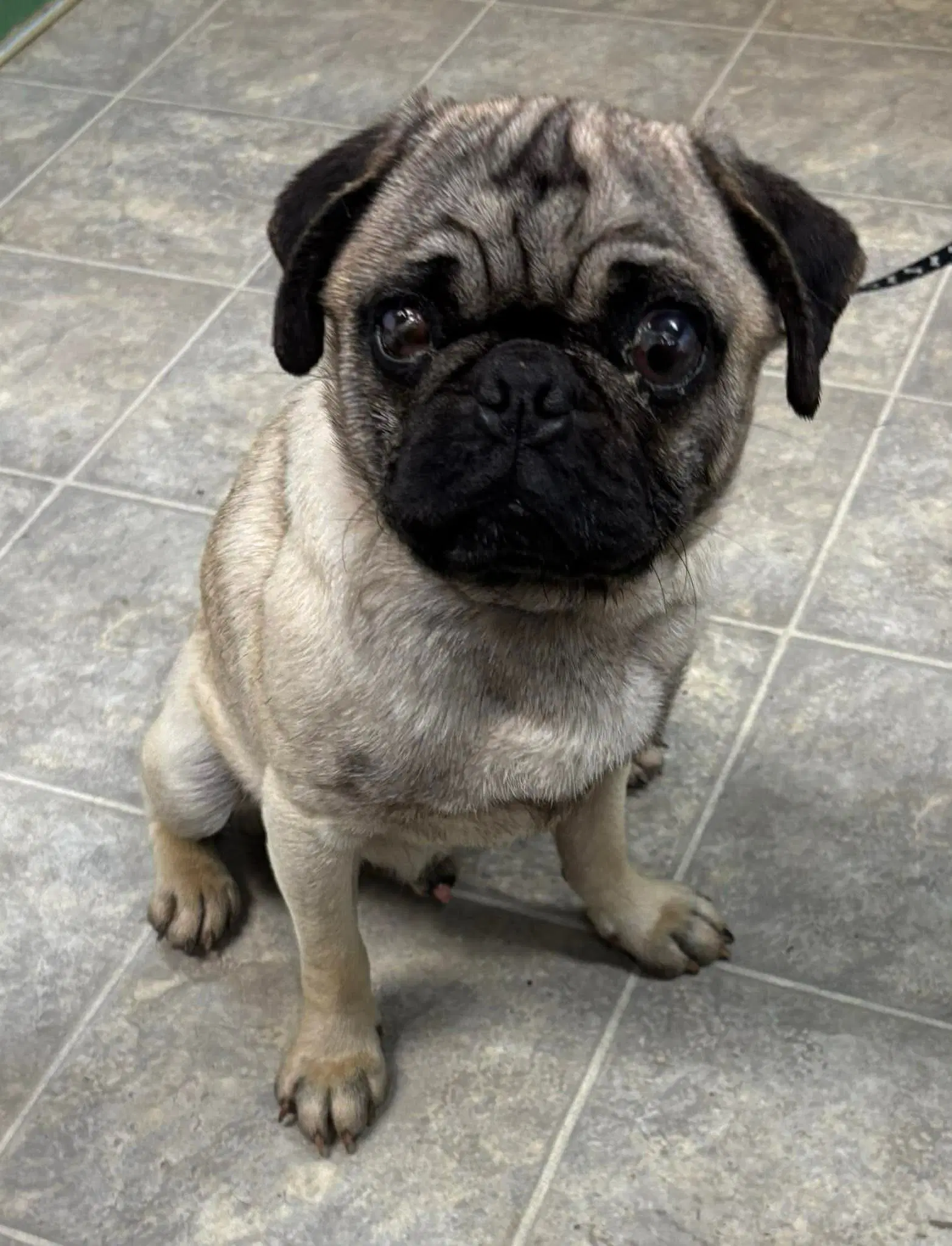 Pugsley Not At Shelter Glenn - Pug