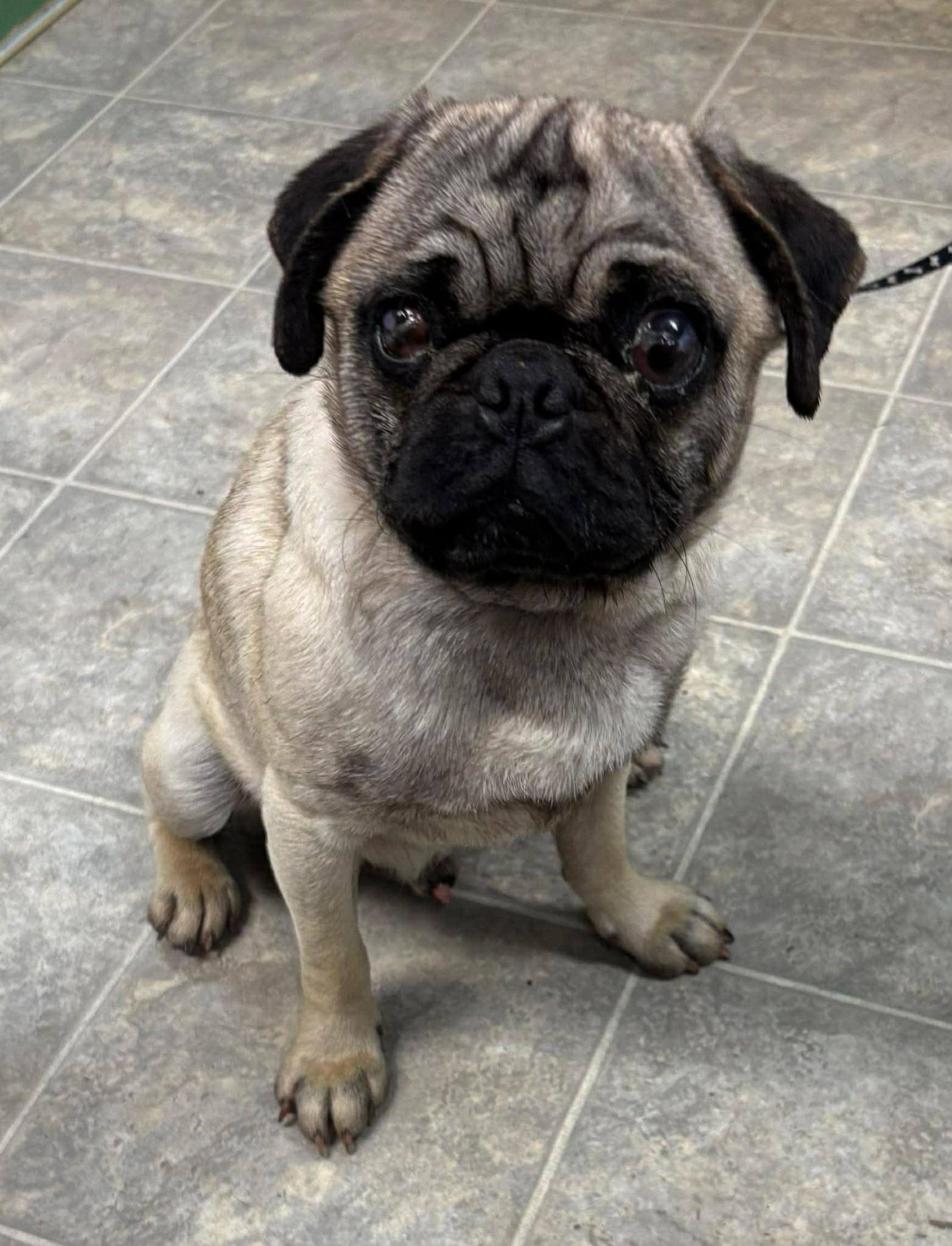 Pugsley Not At Shelter Glenn