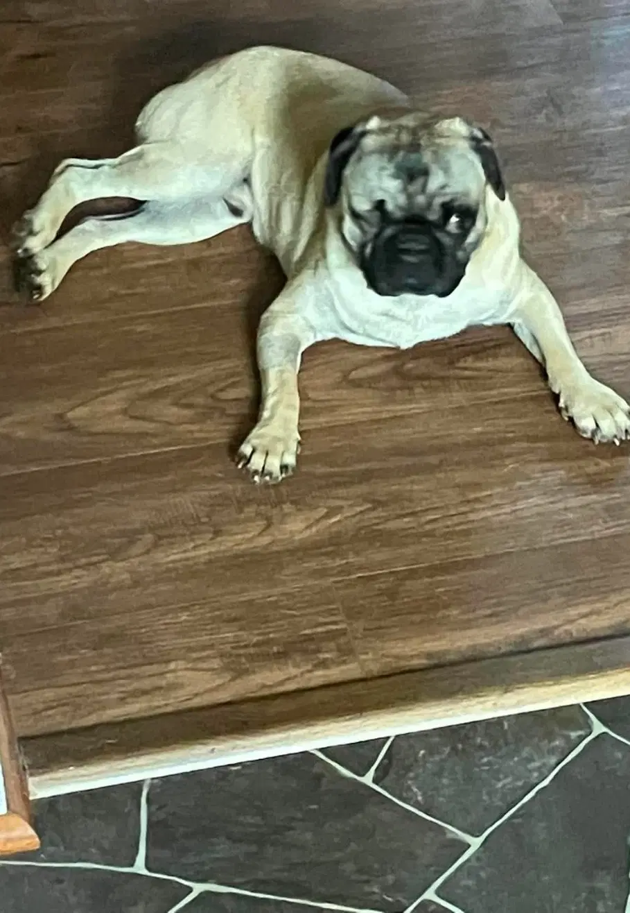 Pugsley Not At Shelter Glenn image 2