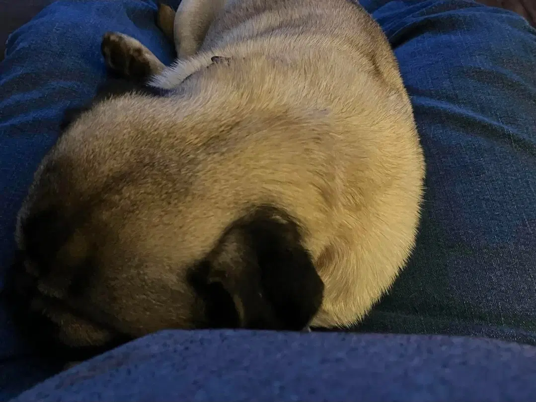Pugsley Not At Shelter Glenn image 3
