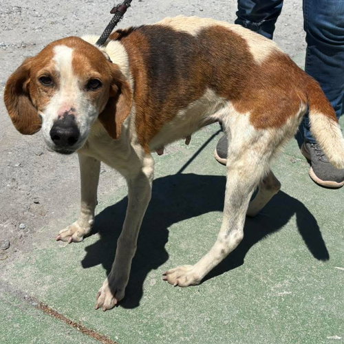 Liberty: Not at the shelter (Wendy)