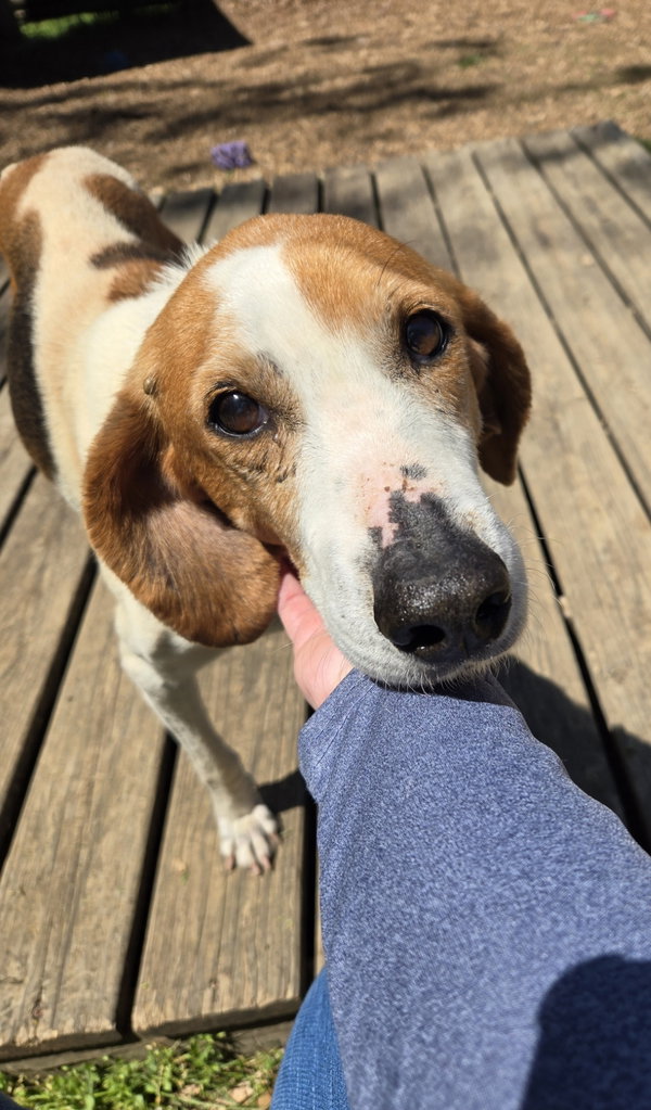 Liberty: Not at the shelter (Wendy)